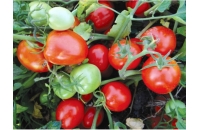 Ajutor minimis tomate ciclul I 2023
