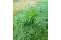 Combaterea ambroziei