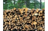 Anunț licitație vânzare masă lemnoasă provenită din confiscări