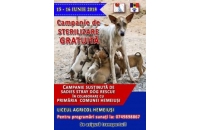 Campanie gratuită de sterilizare a câinilor